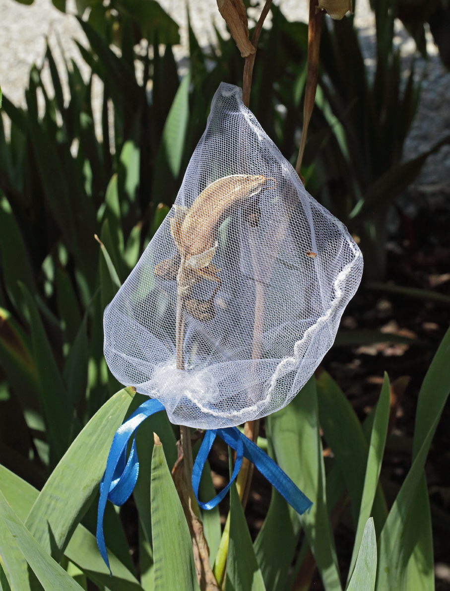 frutto di Iris florentina inserito in un sacchetto di tulle per poter raccogliere i semi all'apertura senza disperderli