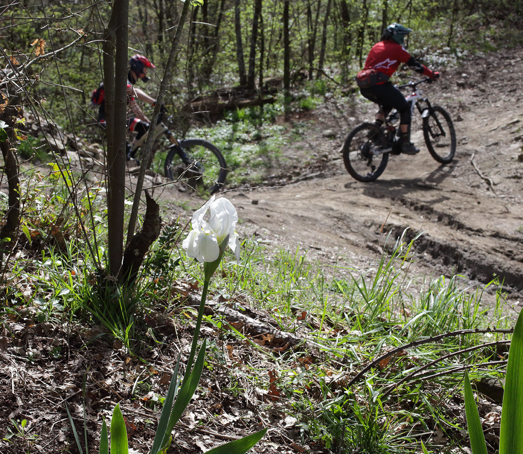 Pianta di Iris florentina fiorita nei boschi del mugello con sullo sfondo due mountain bikers