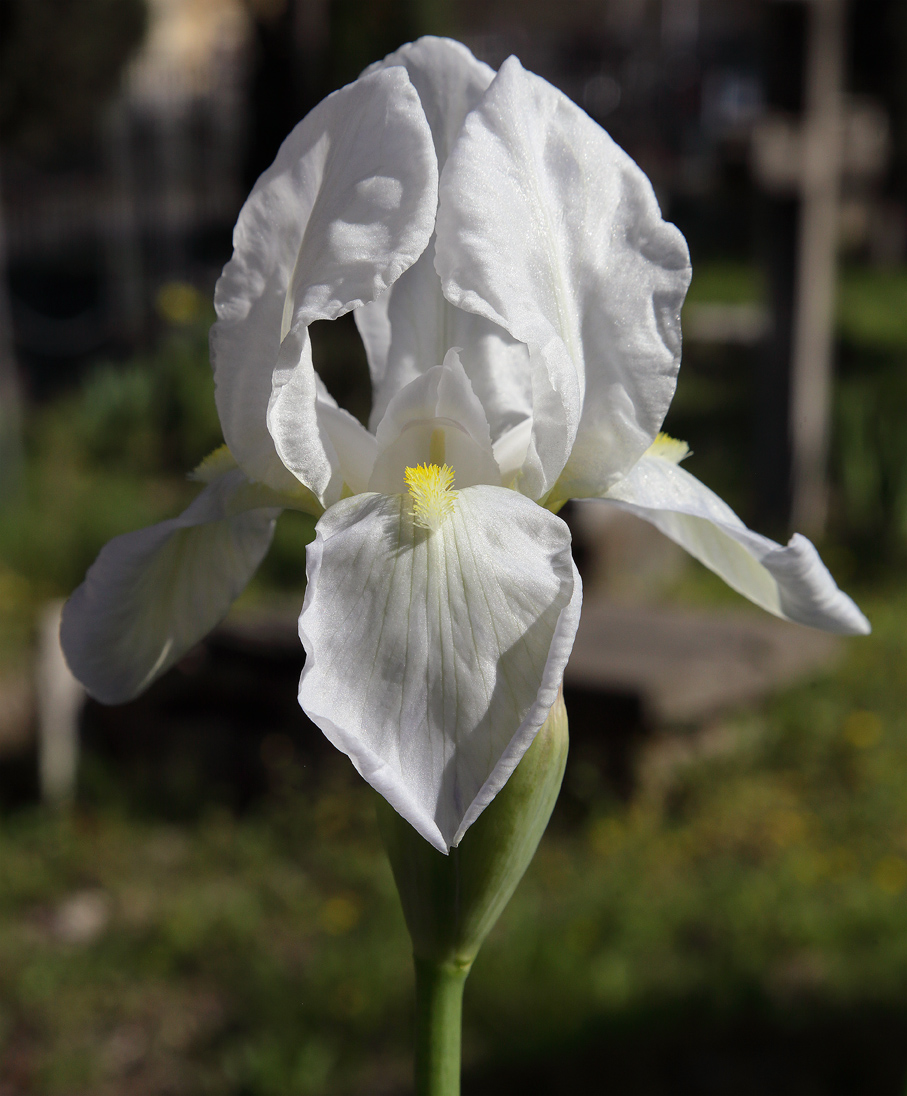 fiore di Iris florentina L. aperto da poco tempo: si notano le lacinie inferiori un po' appuntite e con il tipico orlino