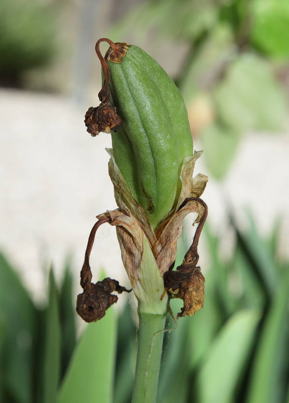 raro frutto dell'Iris florentina L.: si presenta come una capsula di colore verde brillante