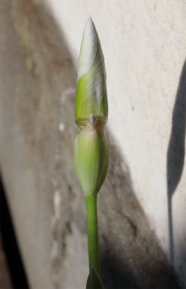 boccio di Iris florentina con doppio fiore