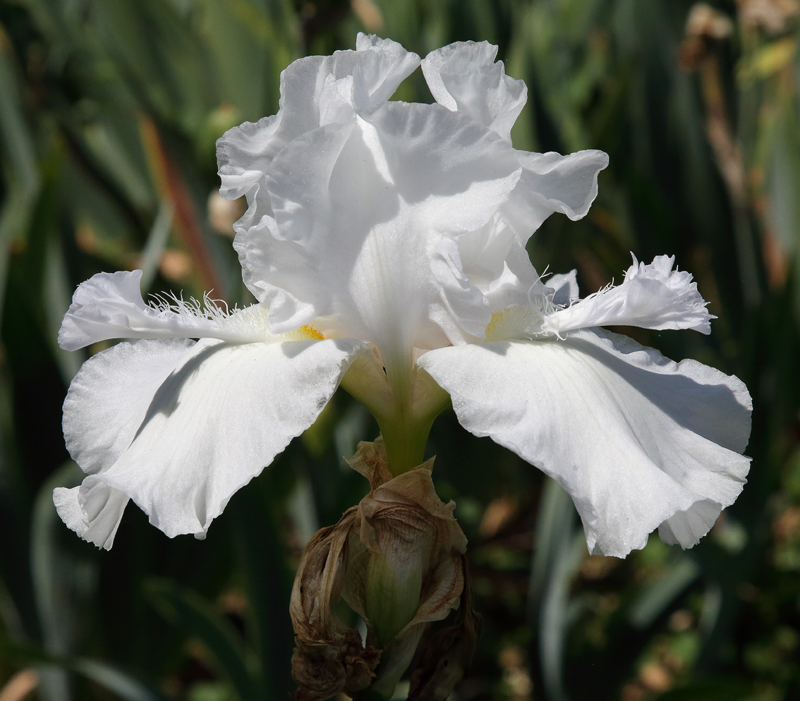 fiore bianco del tipo cornuto