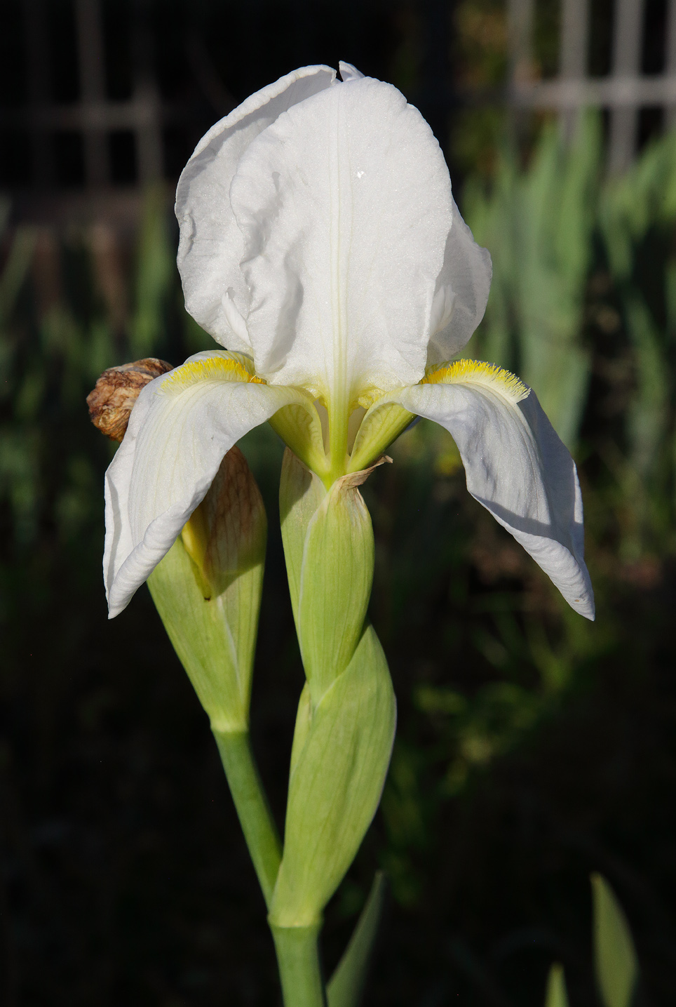 il bianco fiore dell'Iris florentina L.