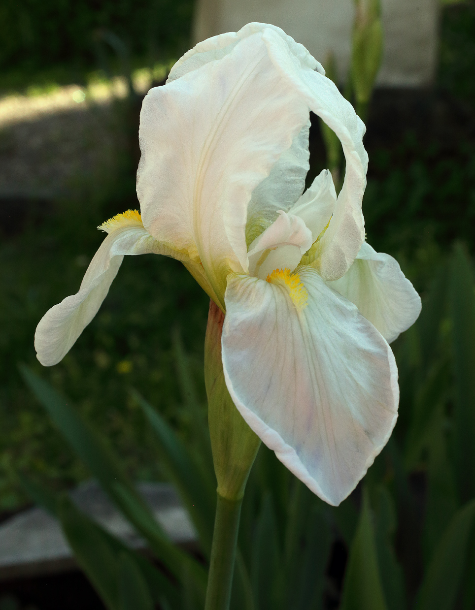 fiore di Iris florentina L.