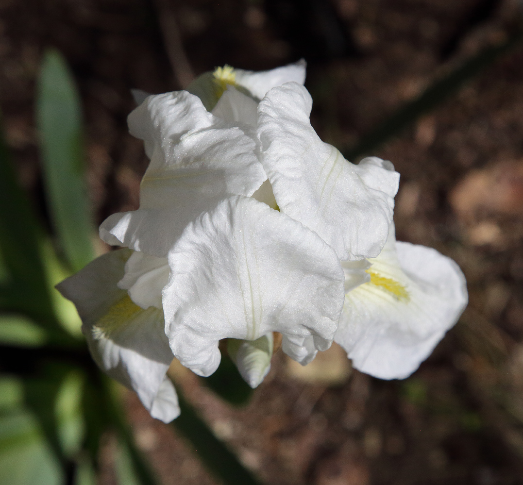 il bianchissimo fiore dell'Iris florentina visto dall'alto