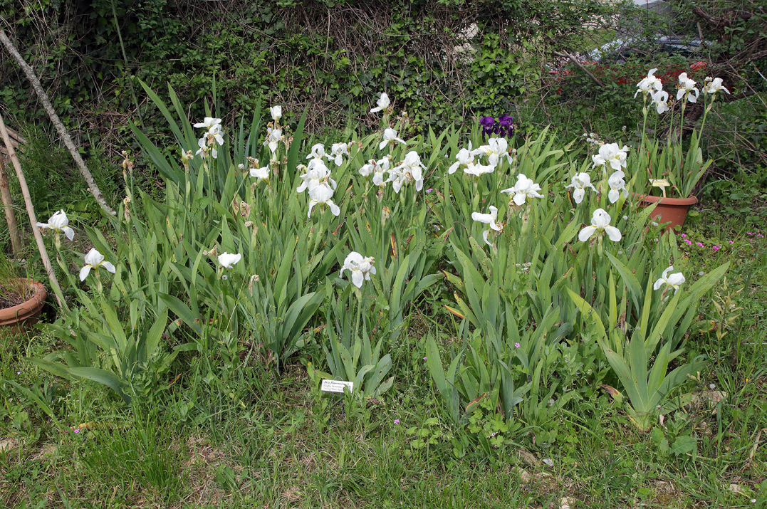mini campo fiorito di Iris florentina l. con cartellino identificativo, sullo sfondo due fiori viola intenso di Iris germanica