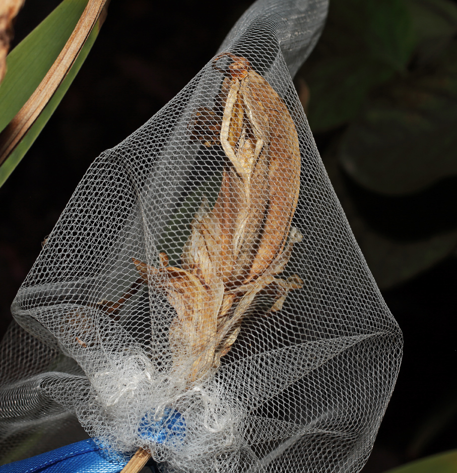 frutto di Iris florentina insacchettato in cui si intravedevede l'inizio di una delle aperture della capsula
