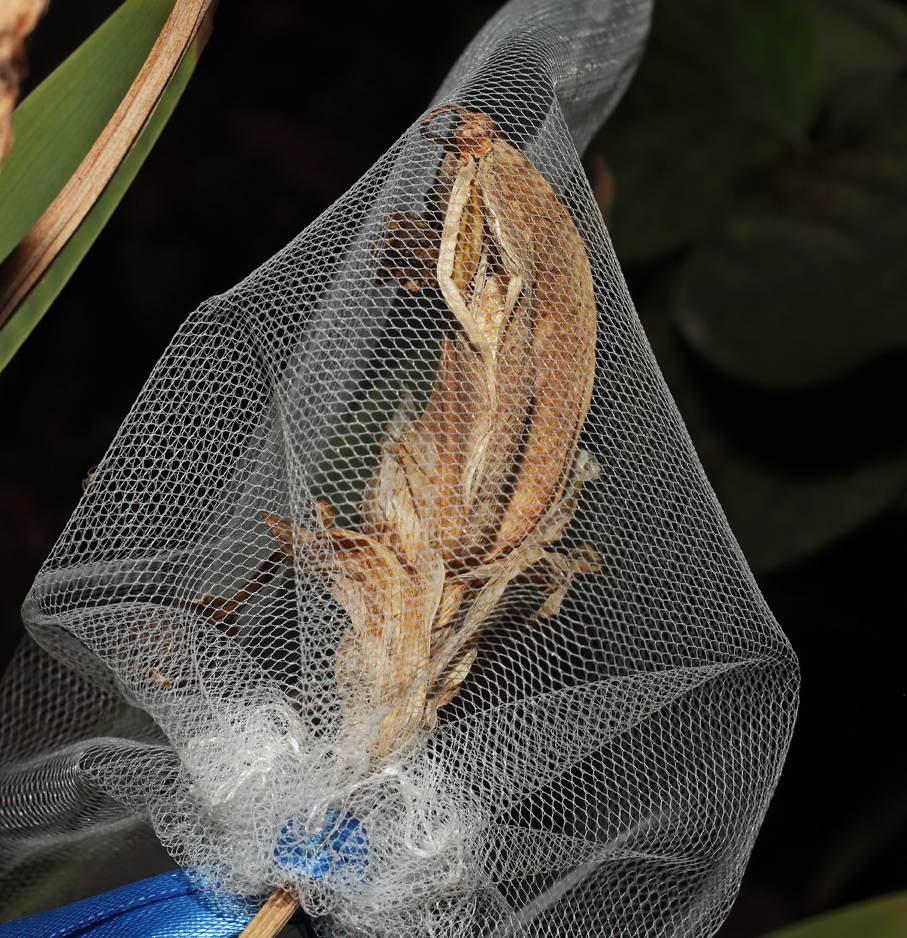 frutto di Iris florentina insacchettato in cui si intravedevede l'inizio di una delle aperture della capsula