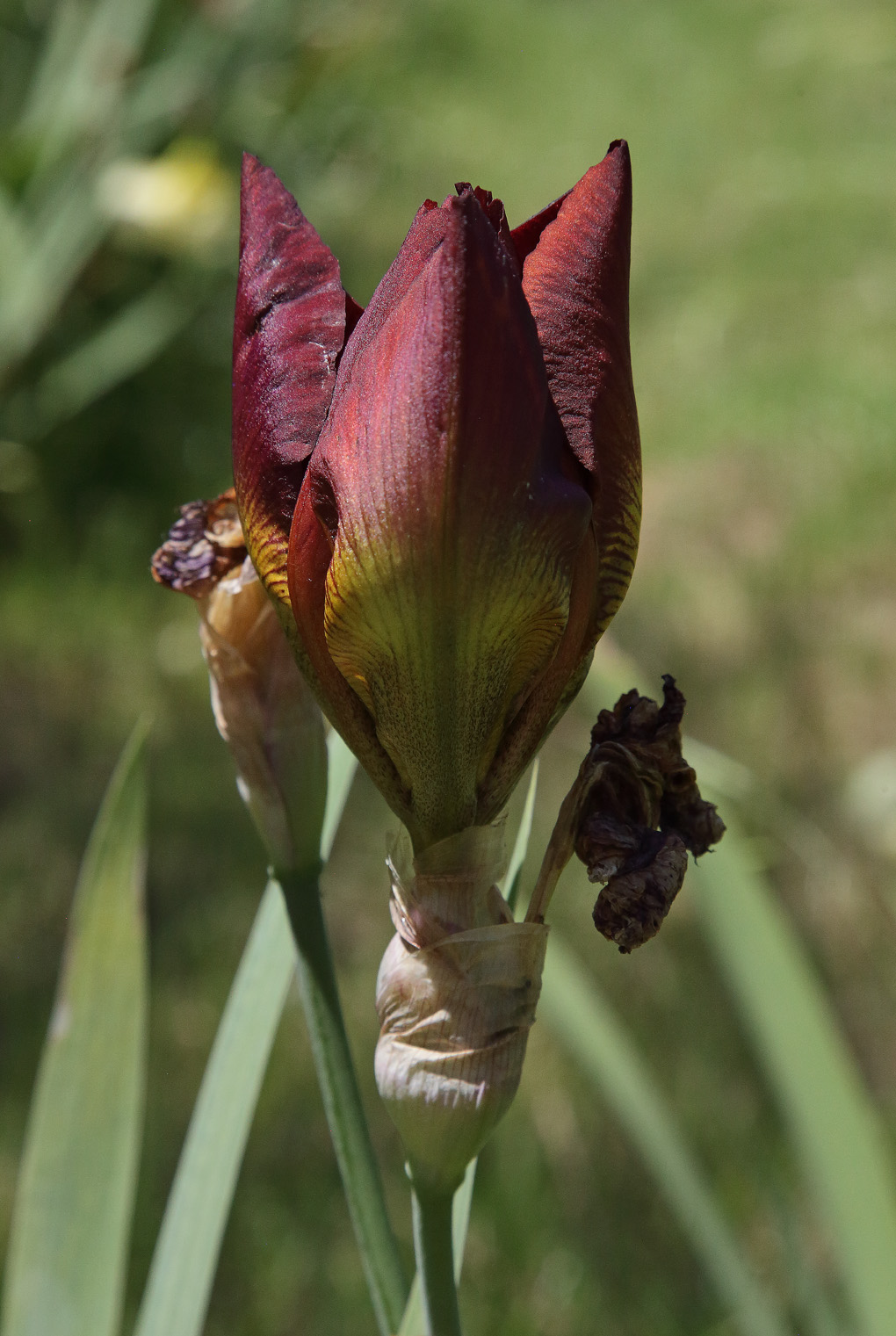 Iris in sboccio dai toni rossi