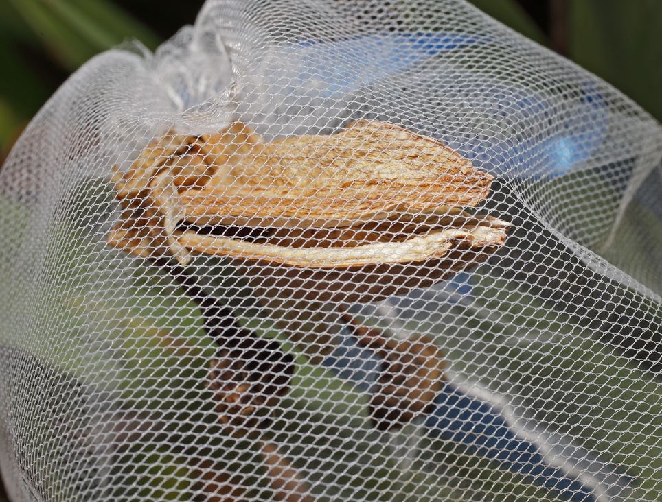 frutto di Iris florentina che si sta aprendo, inserito in un sacchetto di tulle