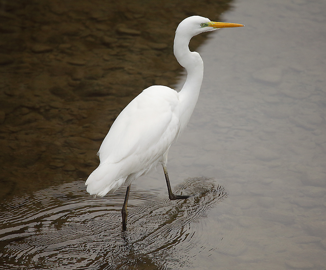 airone bianco che passeggia in acqua