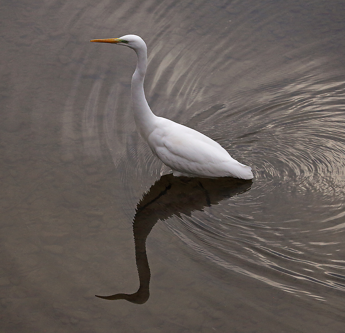 airone che cammina in acqua