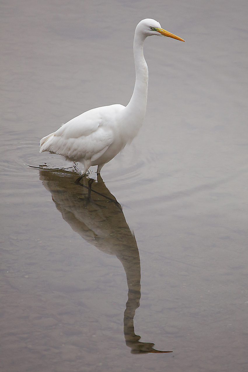 airone bianco che si specchia in acqua