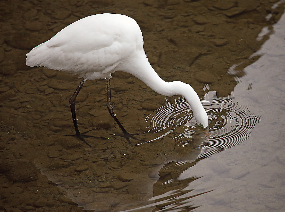 airone bianco che mette la testa in acqua