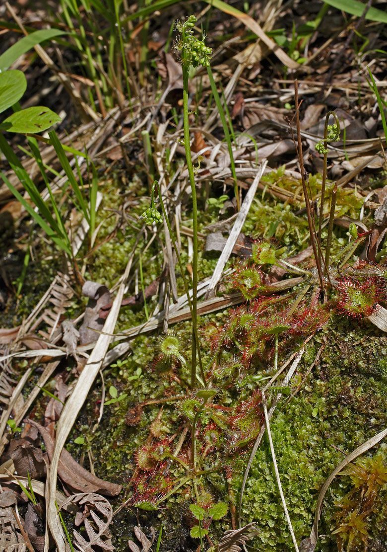 una pianta intera in cui si notano le brattee con i tantacoli nell'infiorescenza e 3 foglioline lungo lo scapo