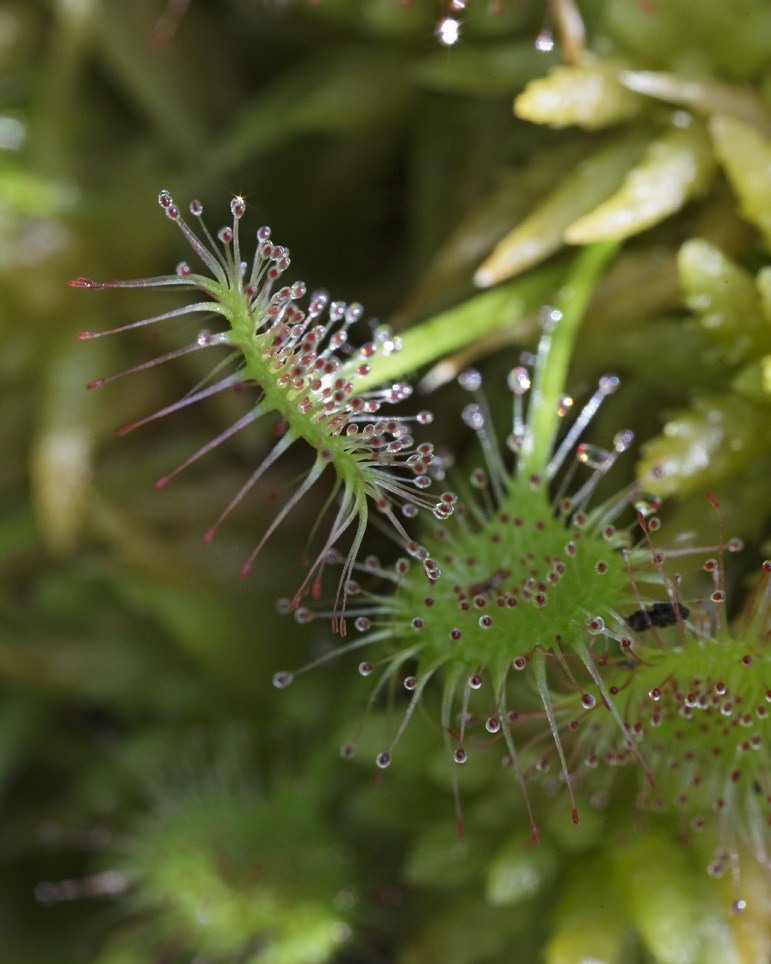 foglie di Drosera