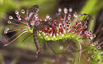 fogliolina di drosera che cattura un grosso insetto con i suoi tentacoli
