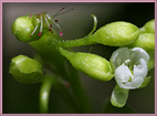primo piano dell fiorellino bianco della drosera rotundifolia