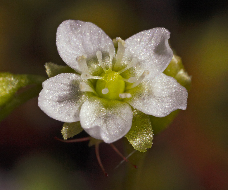 fiorellino aperto di Drosera con la brattea dotata di tentacoli che si intravede sotto