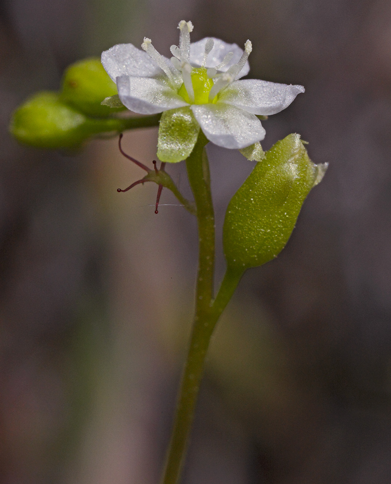 fiorellino della drosera alla cui base si nota la brattea dotatat di tentacoli