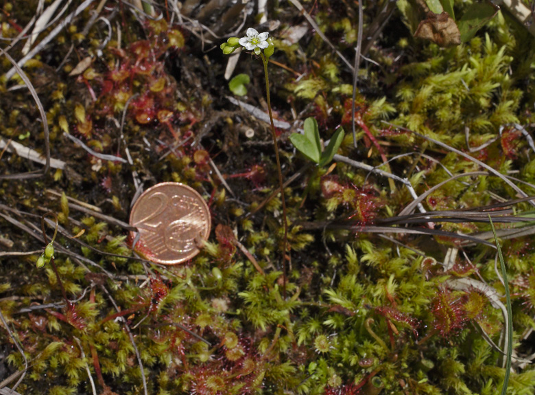 foto della piantina di drosera intera con una moneta da 2 centesimi per evidenziarele misure