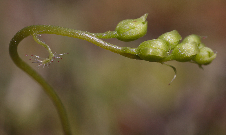 infiorescenza con una brattea fogliacea alla base e una monotentacolrae fra i fiori