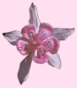 decorazione