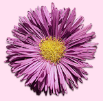 decorazione