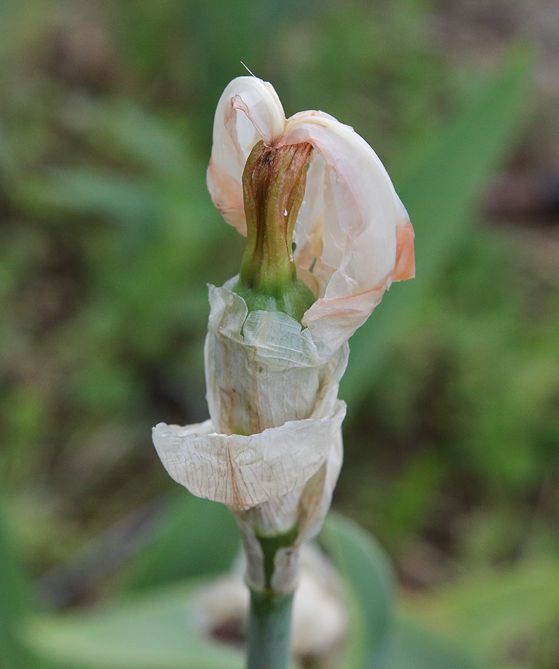 frutto di iris che si sta formando, si vede fra le brattee secche la capsula verde che si sta ingrossando