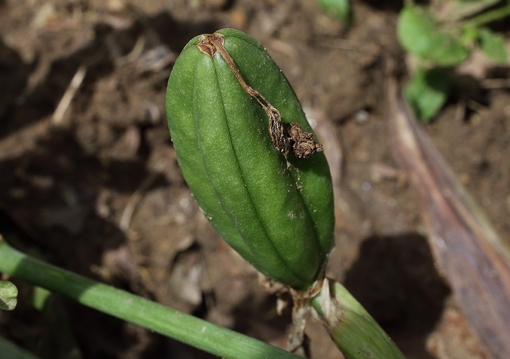 Frutto verde a forma di capsula ovoidale