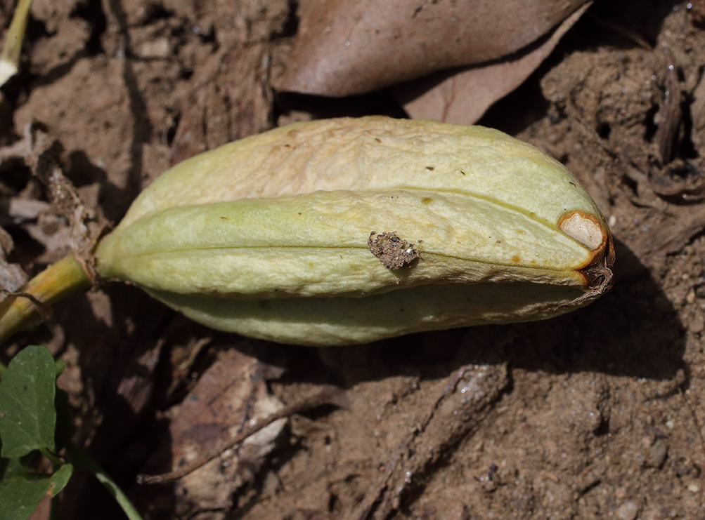 capsula ancor più secca e chiara, ormai prossima all'apertura