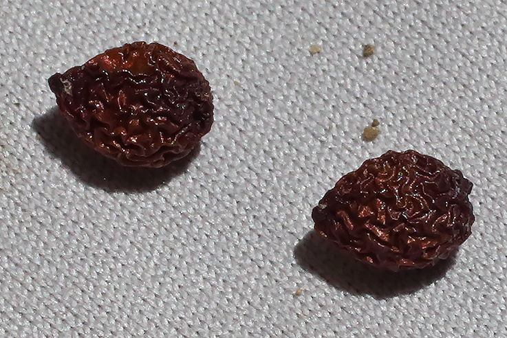 2 dei 6 semi totali in una foto macro, il colore è rossiccio.