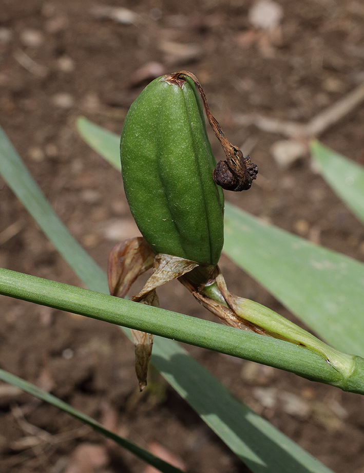 frutto Iris florentina