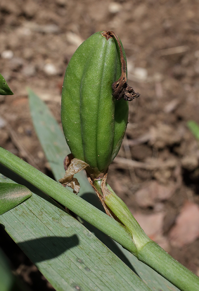 il frutto si è accresciuto in larghezza e soprattutto in lunghezza ed è di un bel verde vivido