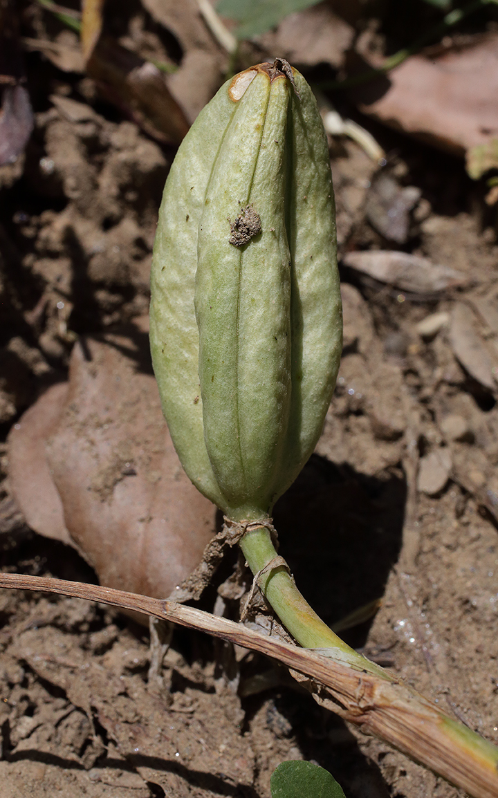 la capsula appare ormai quasi secca e sta prendendo un colore beige chiaro