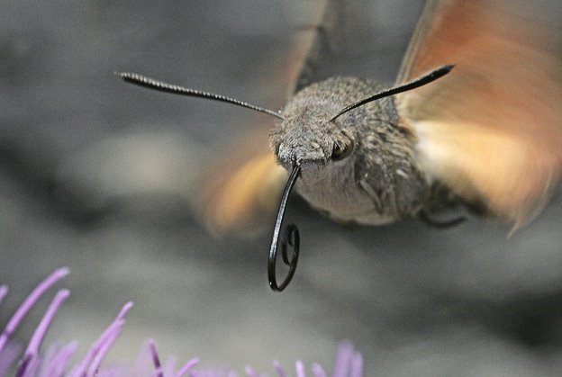 Macroglossum stellatarum