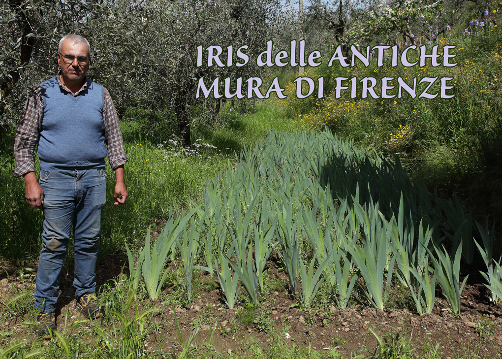 si vede il campo di 12 mq circa in cui sono state ripiantate le Iris, con le foglie appunto di Iris pallida Lam.