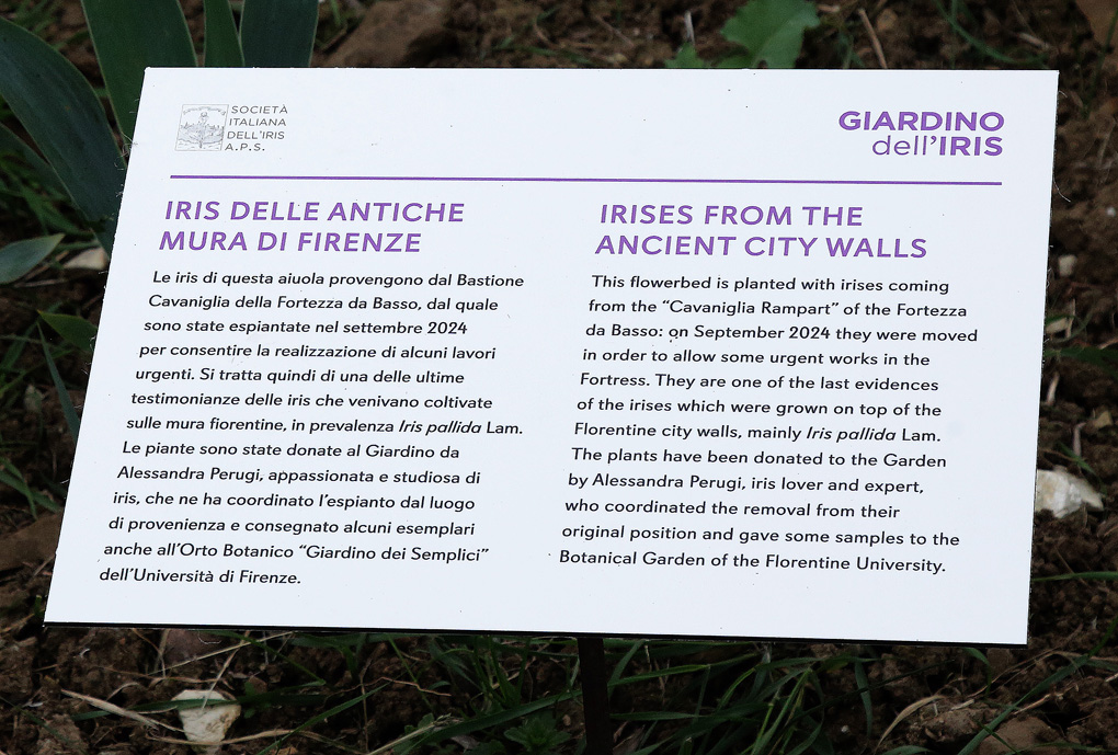 cartellino di aiuola presso il Giardino dell'Iris - il testo italiano viene riportato nell'immagine sopra. Qua il testo in inglese: This flowerbed is planted with irises coming from the Cavaniglia Rampart of the Fortezza da Basso: on September 2024 they were moved in order to allow some urgent works in the Fortress. They are one of the last evidences of the irises which were grown on top of the Florentine city walls, mainly Iris pallida Lam. The plants have been donated to the Garden by Alessandra Perugi, iris lover and expert, who coordinated the removal from their original position and gave some samples to the Botanical Garden of the Florentine University. 
