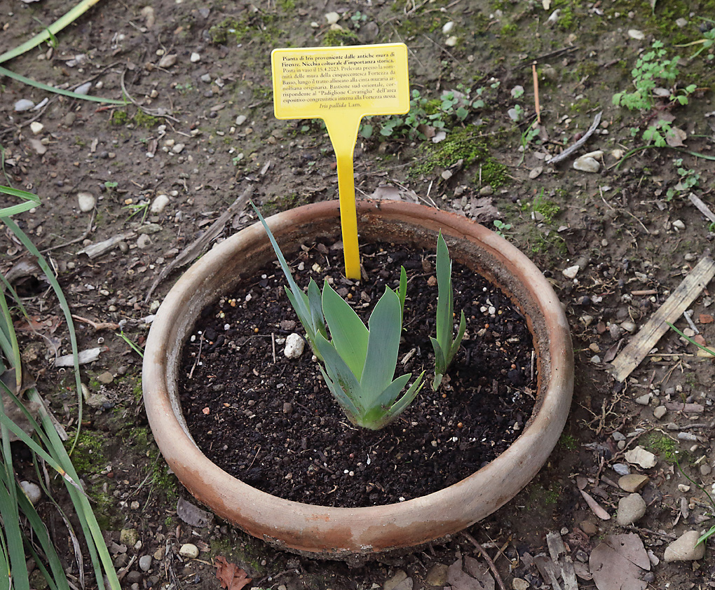vaso con le piantine ancora piccole e cartellino