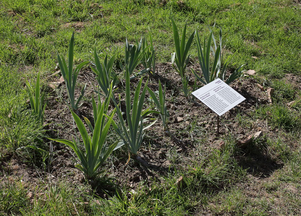 piccola aiuola circolare di Iris pallida Lam. con cartellino che riporta la dicitura: Le iris di questa aiuola provengono dal Bastione Cavaniglia della Fortezza da Basso, dal quale sono state espiantate nel settembre 2024 per consentire la realizzazione di alcuni lavori urgenti. Si tratta quindi di una delle ultime testimonianze delle iris che venivano coltivate sulle mura fiorentine, in prevalenza Iris pallida Lam. Le piante sono state donate al Giardino da Alessandra Perugi, appassionata e studiosa di iris, che ne ha coordinato l'espianto dal luogo di provenienza e consegnato alcuni esemplari anche all'Orto Botanico Giardino dei Semplici dell'Universita' di Firenze.