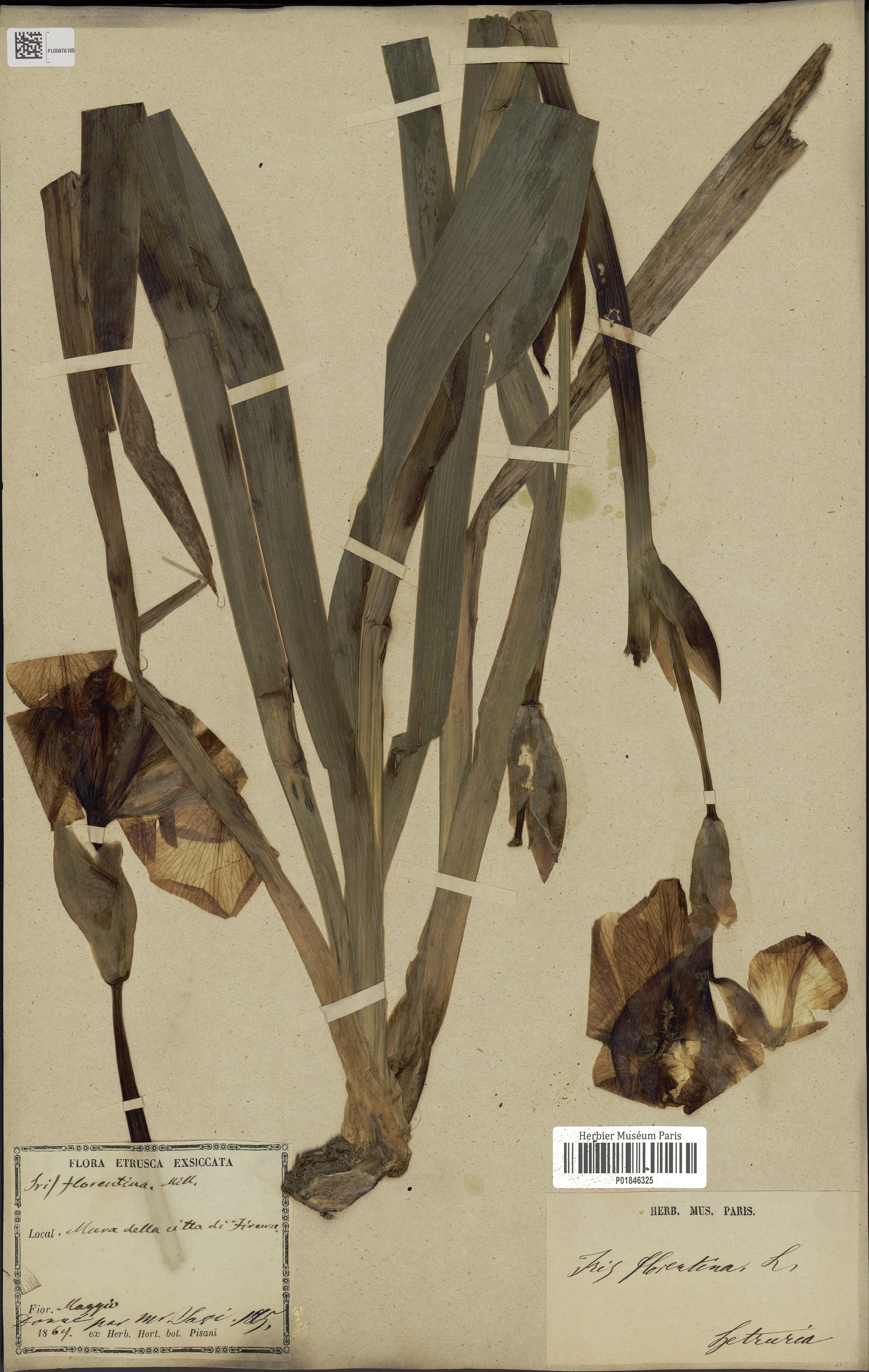 foglio con exsiccatum di Iris florentina raccolta sulle mura di Firenze nel 1864
