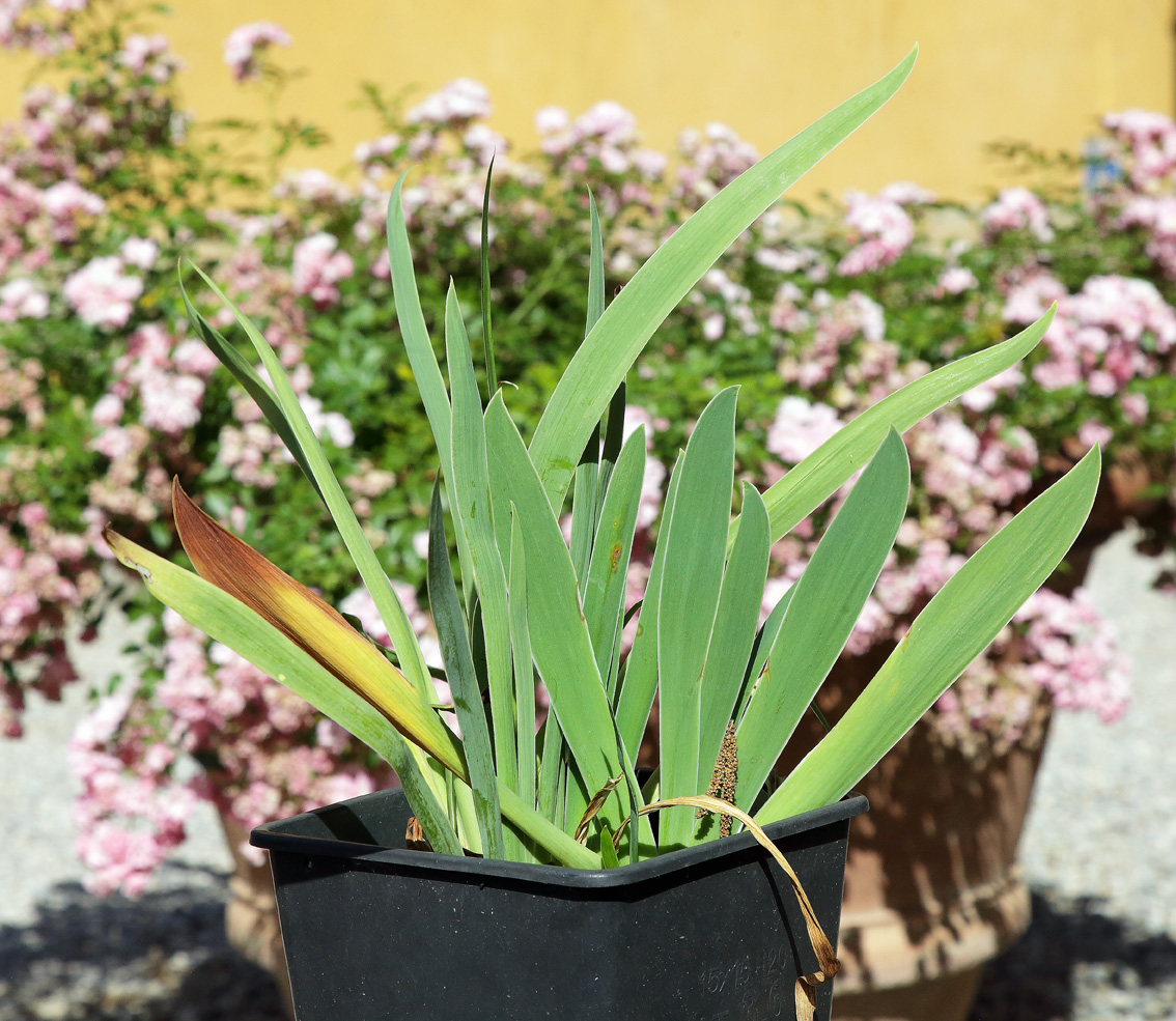 piantine di Iris florentina con grandi foglie nel vaso