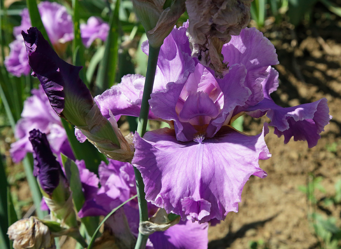 fiore di Iris rosso intenso