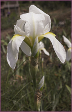 fiore di Iris florentina L.