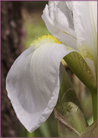 primo piano di una lacinia inferiore del fiore di Iris florentina L.