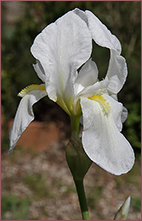 fiore di Iris florentina L.