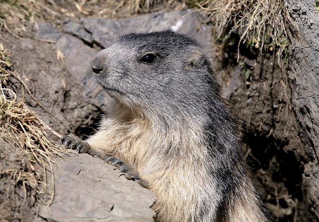 Marmota marmota