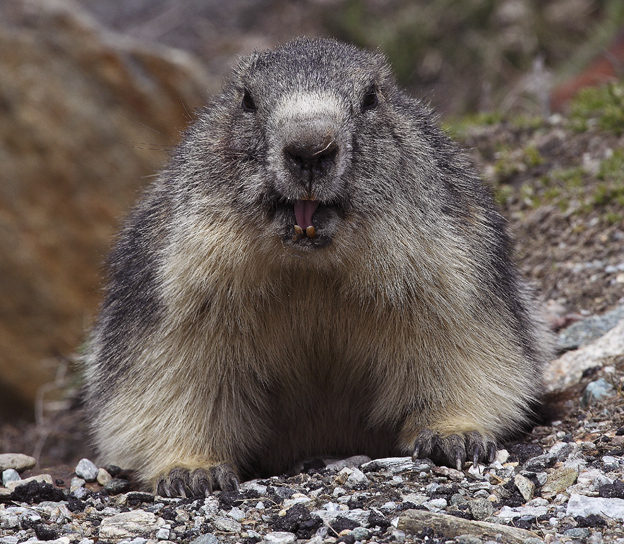 Marmota marmota