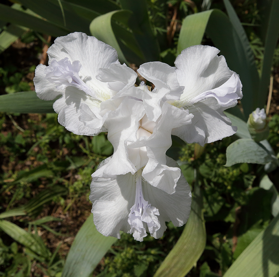 fiore di Iris, visto dall'alto, di colore bianco del tipo detto cornuto, con le barbette delle lacinie inferiori sollevate in alto di aspetto simile a cornette