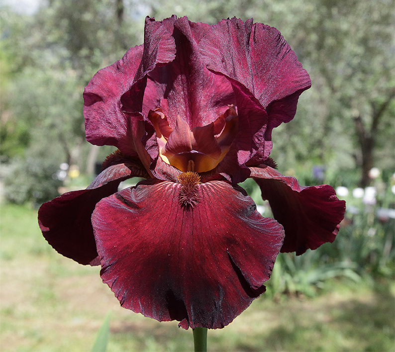 fiore di Iris di colore rosso